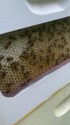 Flow Hive US  Review