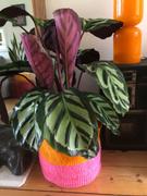 The Basket Room RUKIA: Orange Colour Block Woven Basket Review