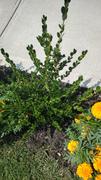 Perfect Plants Nursery Wintergreen Boxwood Shrub Review