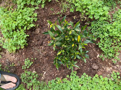 Perfect Plants Nursery Frost Proof Gardenia Shrub Review