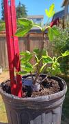 Perfect Plants Nursery Black Mission Fig Tree Review
