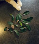 Perfect Plants Nursery Fragrant Tea Olive Tree Review