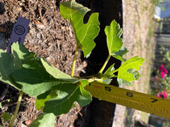 Perfect Plants Nursery LSU Purple Fig Tree Review