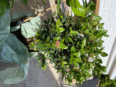 Perfect Plants Nursery Spring Bouquet Viburnum Review