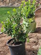 Perfect Plants Nursery Dwarf Burford Holly Review