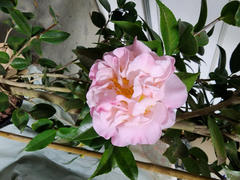 Perfect Plants Nursery Camellia High Fragrance Review