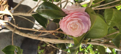 Perfect Plants Nursery Pink Perfection Camellia Review
