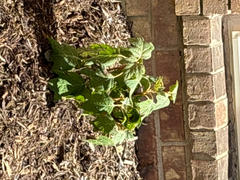 Perfect Plants Nursery Oakleaf Hydrangea Shrub Review