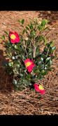 Perfect Plants Nursery Yuletide Camellia Review