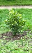 Perfect Plants Nursery Jane Magnolia Tree Review