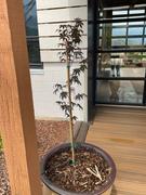 Perfect Plants Nursery Bloodgood Japanese Maple Tree Review