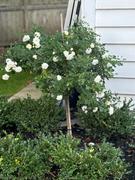 Perfect Plants Nursery White Drift® Rose Tree Review