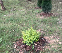 Perfect Plants Nursery Abelia Kaleidoscope Shrub Review