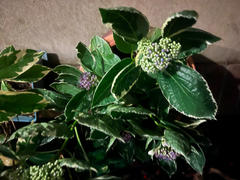 Perfect Plants Nursery Variegated Hydrangea Macrophylla Bush Review