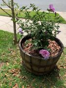 Perfect Plants Nursery Hibiscus Lavender Chiffon Rose of Sharon Review