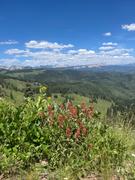 Avenza Maps San Juan National Forest SJNF Trail Map, Cortez, Dolores, Rico, Mancos Colorado Review