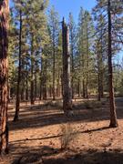 Avenza Maps Deschutes National Forest - COHVOPS - Three Trails OHV Trails OHV Trail System Review