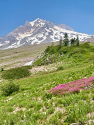 Avenza Maps Timberline Trail Mt. Hood Oregon - Backpacking and Hiking Review