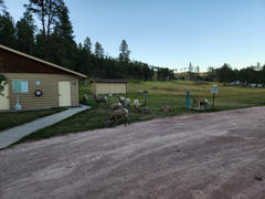 Avenza Maps Custer State Park - French Creek Horse Camp Review