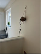 Bloombox Club Ireland String of Hearts with Coconut Pot | Ceropegia woodii Review