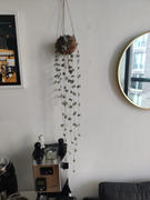 Bloombox Club Ireland String of Hearts with Coconut Pot | Ceropegia woodii Review