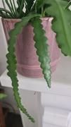 Bloombox Club Ireland Jimmy Plant Pot Ø 17cm Review