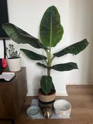 Bloombox Club Banana Plant Dwarf Cavendish | Musa Acuminata Dwarf Cavendish Review