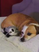 Carolina Prime Pet Sweet Potato Bones for Dogs Review