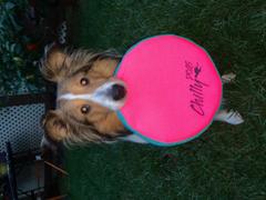 Chilly Dogs Inc Chilly Dogs Frisbee Review