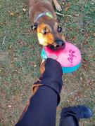 Chilly Dogs Inc Chilly Dogs Frisbee Review