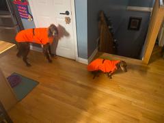 Chilly Dogs Inc PREORDER! Northern Blazer in high-visibility Blaze Orange Review