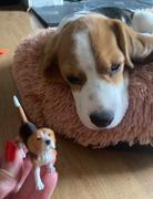 Bigjigs Toys Beagle Review