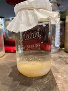 Cultures For Health Water Kefir Grains Review