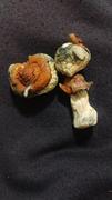 Get Magic Mushrooms Texas Yellow Cap Magic Mushrooms Review