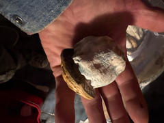 Get Magic Mushrooms Gold Member Magic Mushrooms Review