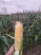 Rohrer Seeds Honey Select Sweet Corn Seeds Review