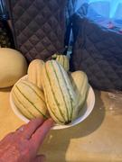 Rohrer Seeds Delicata Squash, Bush Seeds Review