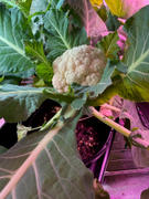 Rohrer Seeds Baby F1 Hybrid Cauliflower (15 seeds), Container Collection Review