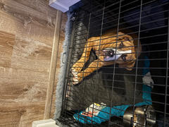 Big Barker 4 Orthopedic Crate Bed Review