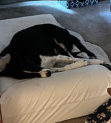 Big Barker Waterproof Liner | Sofa Edition Review