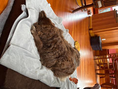 Big Barker Barker Beds OrthoMedic Dog Bed Review