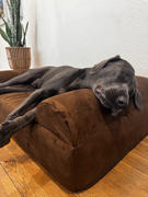 Big Barker Barker Beds OrthoMedic Dog Bed Review