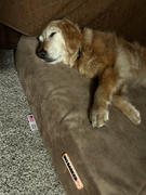 Big Barker Barker Beds OrthoMedic Dog Bed Review