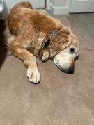 Big Barker Barker Beds OrthoMedic Dog Bed Review