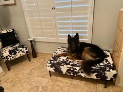 Big Barker Sleek Edition | Limited Edition Animal Print Review