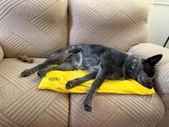 Petspemf Petspemf Pad for Pets Review