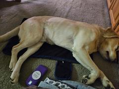 Petspemf Petspemf Pad for Pets Review