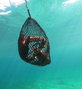 Freedivers Co. Lobster Net Review
