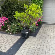 Plants Express Compact Strawberry Tree Review