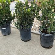 Plants Express Compact Strawberry Tree Review